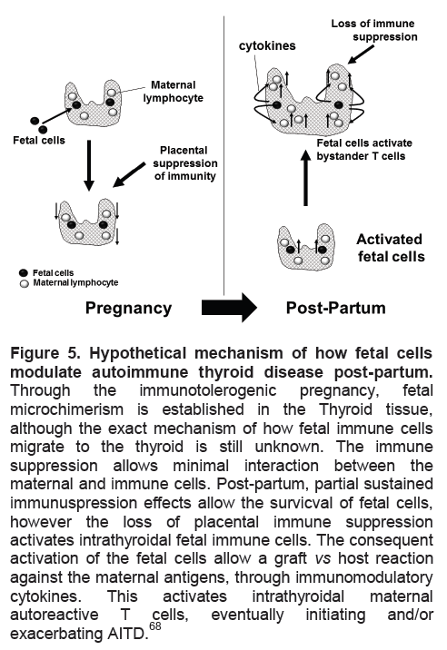 View of The Immunology of Autoimmune Thyroid Disease in Pregnancy